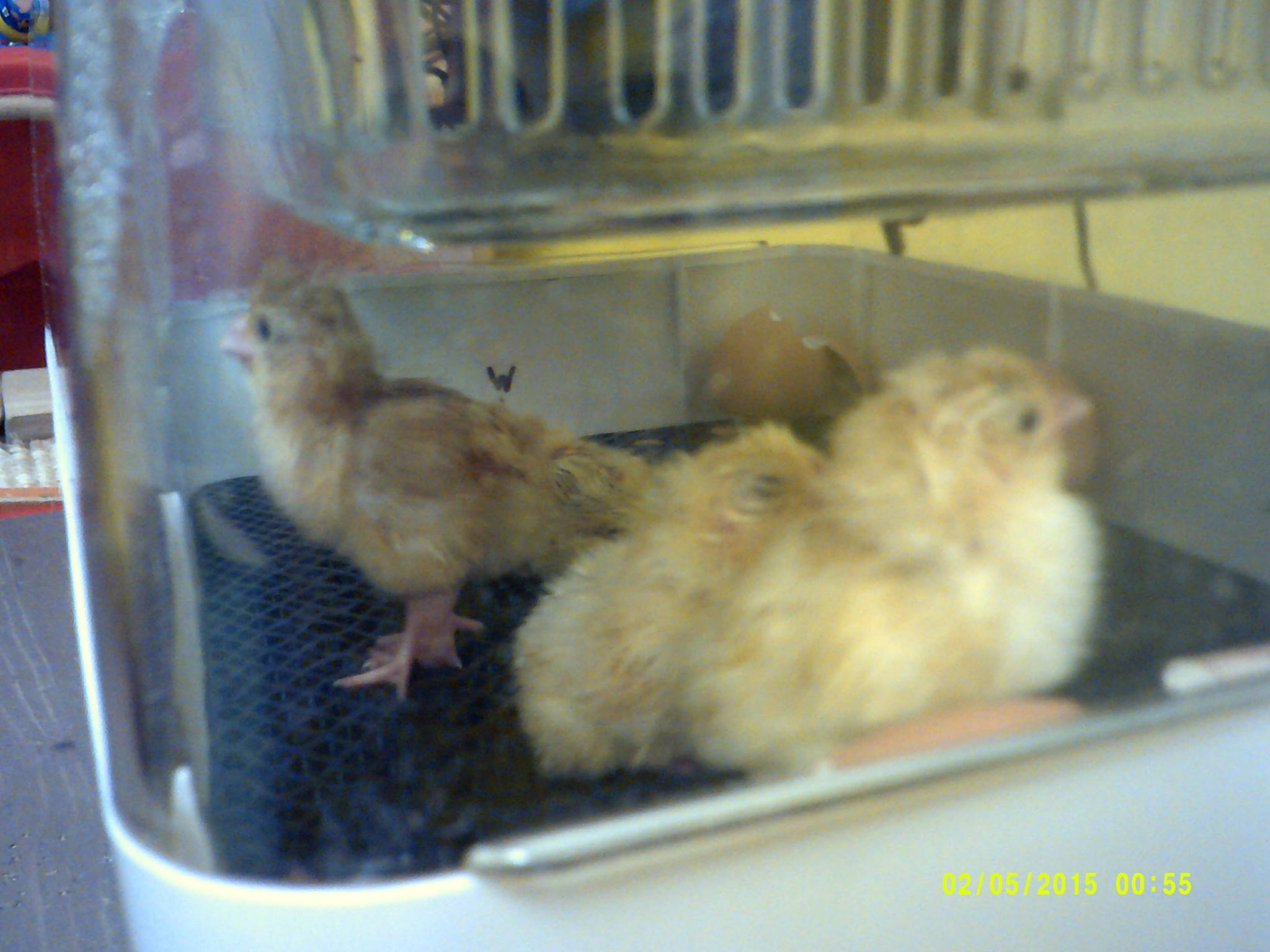 Jeffrey's Corner Dukinfield chick hatching Jeffrey's Corner Dukinfield chick hatching