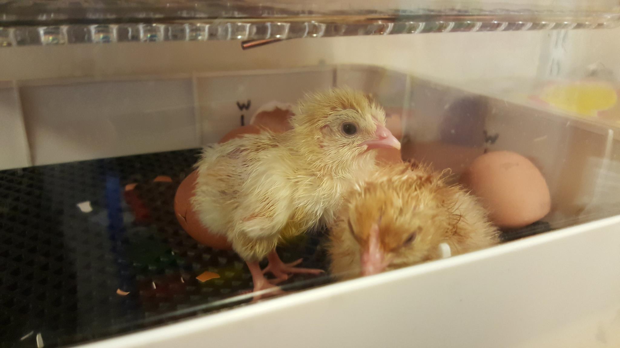 Kids Planet Beamont chick hatching Kids Planet Beamont chick hatching