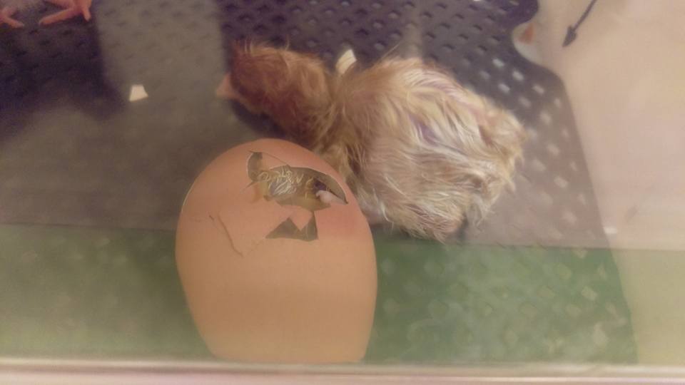 Kids Planet Greenbank Park chick hatching Kids Planet Greenbank Park chick hatching