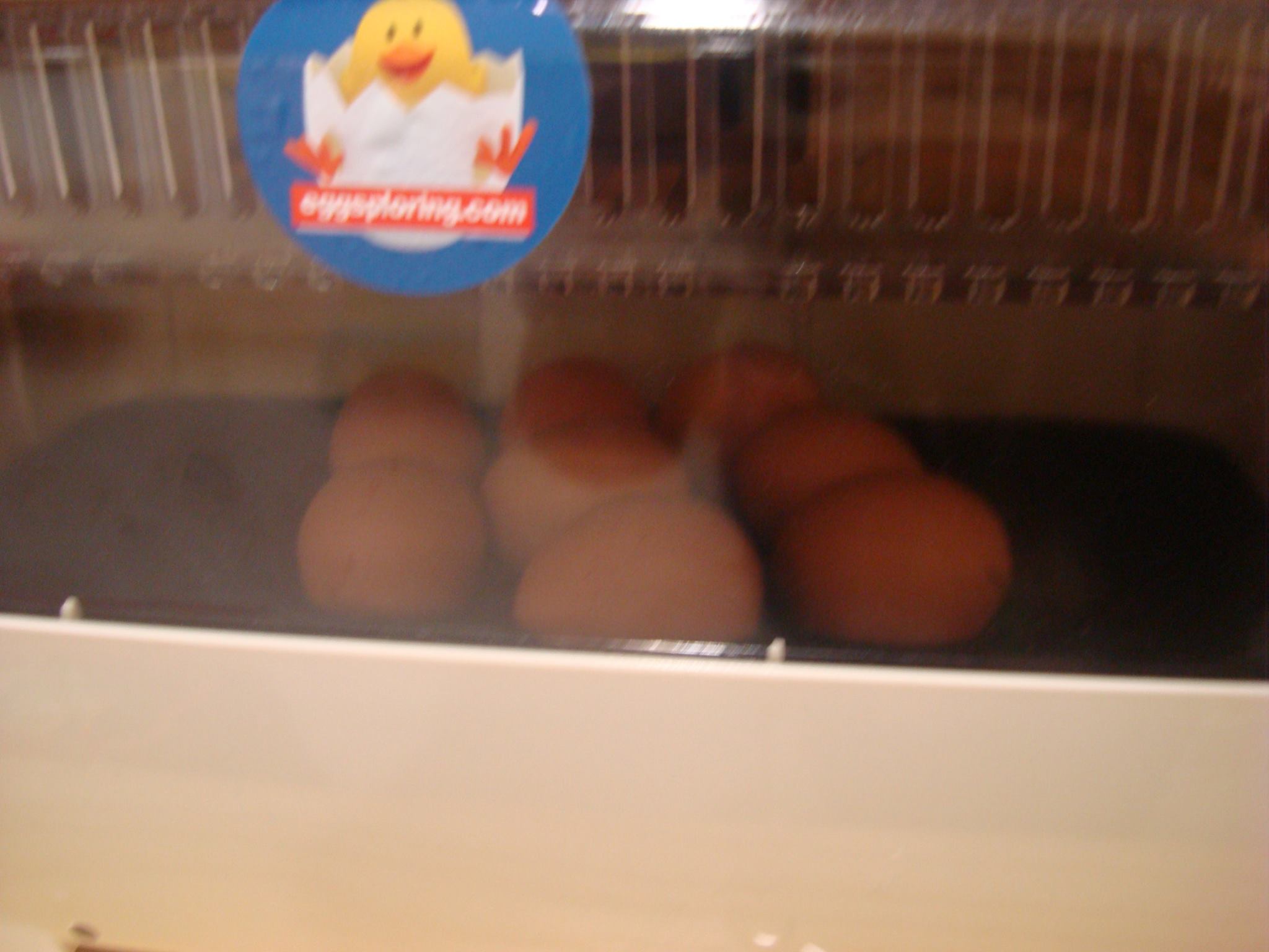Kids Planet Salford Chick Hatching Kids Planet Salford Chick Hatching