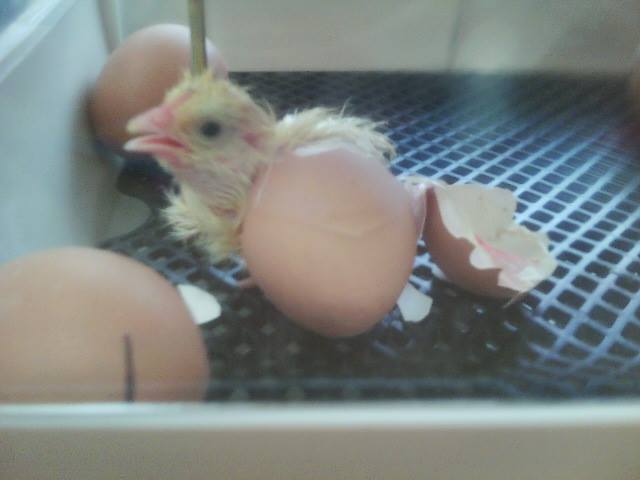 Kids Planet The Cottage_Baby Chicks Kids Planet The Cottage_Baby Chicks