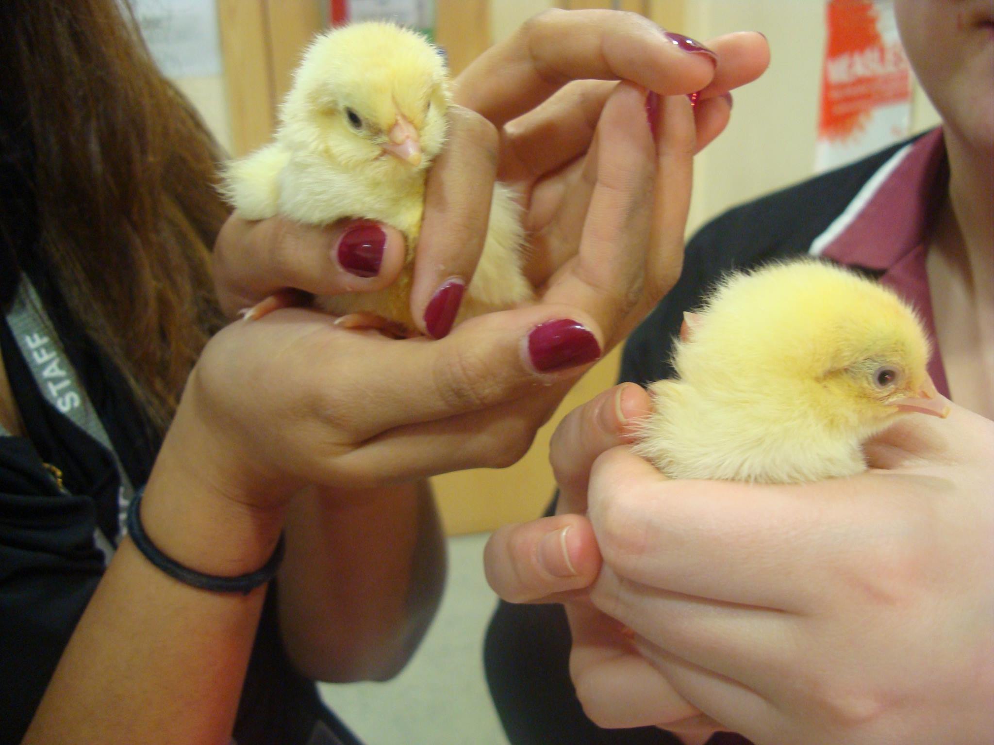 Kids Planet Salford Chick Hatching